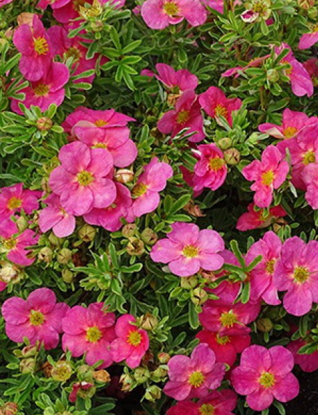 Лапчатка кустарниковая `Пинк Парадис`, Potentilla fruticosa `Pink ...